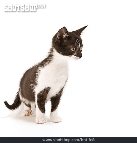 
                Tierjunges, Kätzchen, Katzenportrait                   