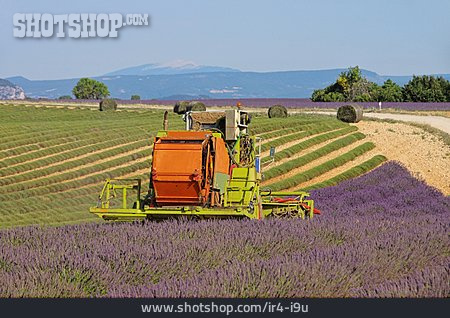 
                Landwirtschaft, Mähdrescher, Lavendel, Lavendelfeld, Lavendelernte                   