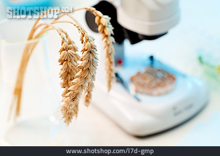 
                Getreide, Gentechnik, Labor, Agronomie                   