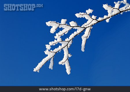 
                Zweig, Schnee, Raureif                   