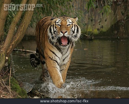 
                Tiger, Sibirischer Tiger                   