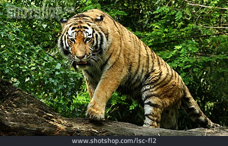 
                Tiger, Raubkatze                   