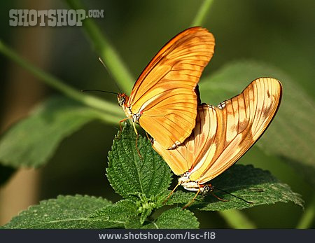 
                Schmetterling, Paarung, Dryas Iulia                   