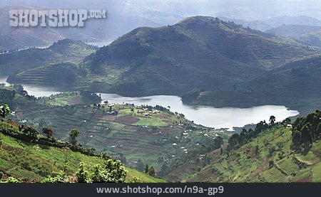 
                Terrasse, Terrassenfeld, Virunga, Virunga-nationalpark                   