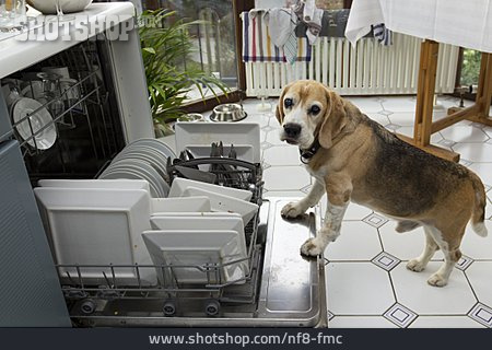 
                Haustier, Hund, Hausarbeit, Beagle, Spülmaschine                   