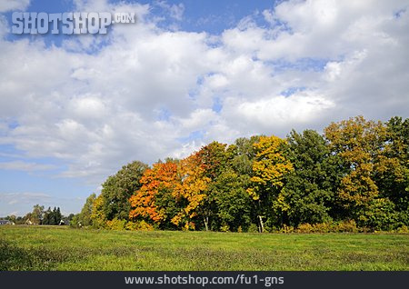 
                Rural Scene, Autumn Forest                   