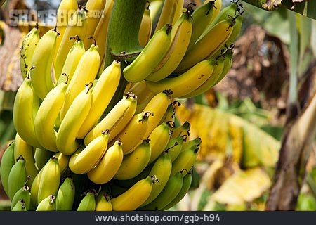 
                Banane, Bananenstaude, Bananenbaum                   