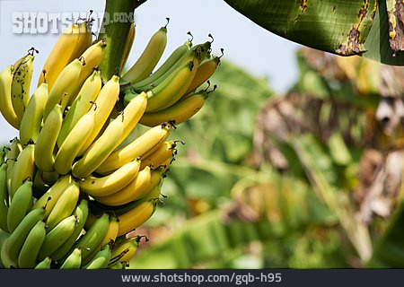 
                Banane, Bananenstaude, Bananenbaum                   