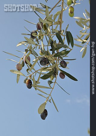 
                Olivenzweig, Olive                   