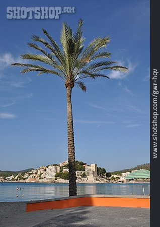 
                Palme, Mallorca, Peguera                   