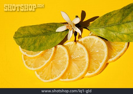 
                Zitronenscheiben, Zitrone, Zitronenblüte                   
