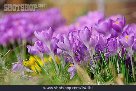 
                Frühlingsblume, Krokus, Krokusblüte                   