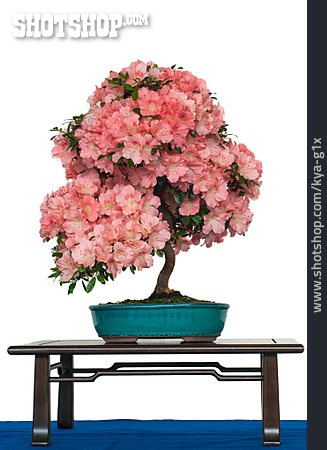 
                Bonsaibaum, Satsuki-azalee, Blütenbonsai                   