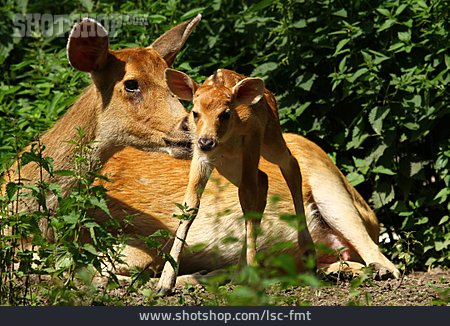 
                Antilope, Hirschziegenantilope                   