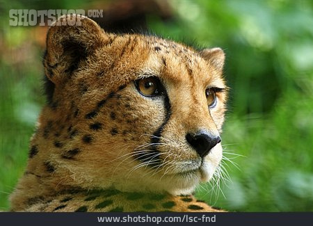 
                Raubkatze, Gepard                   