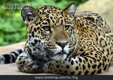 
                Raubkatze, Jaguar                   