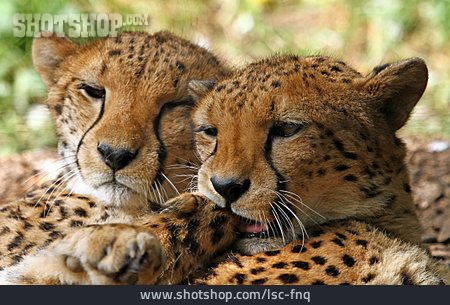 
                Gepard, Tierpaar                   