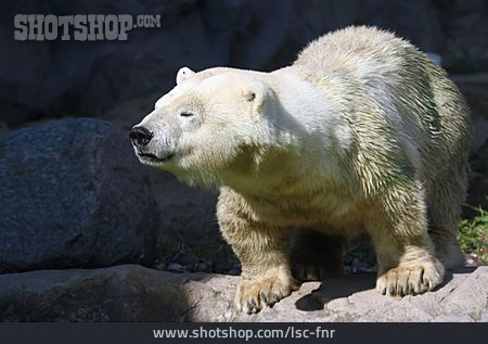 
                Polar Bear                   