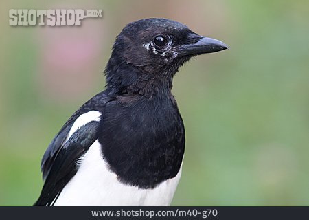 
                Rabenvogel, Elster                   