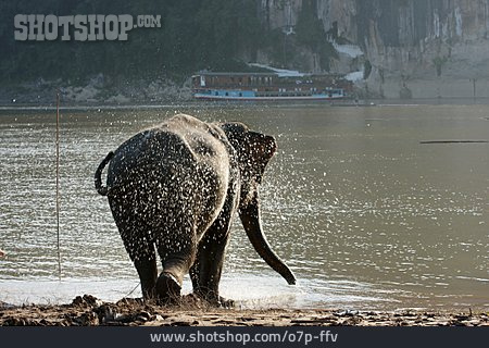 
                Elefant, Mekong                   