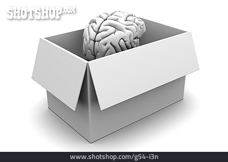 
                Intelligenz, Gehirntraining, Gehirn                   