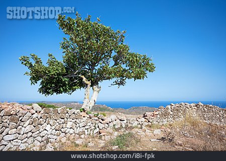 
                Baum, Obstbaum, Mediterran, Südeuropa                   