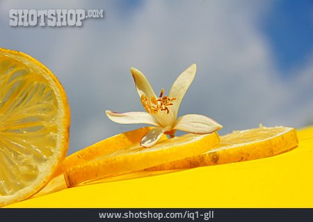 
                Zitronenblüte                   