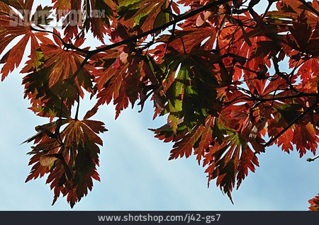 
                Autumn Leaves, Zierahorn                   