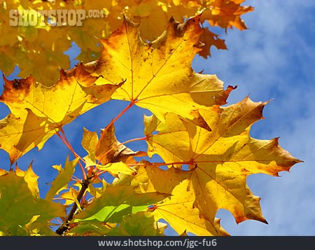 
                Ahornblatt, Ahorn, Herbstfärbung                   