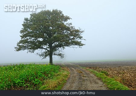
                Baum, Nebel, Feldweg                   