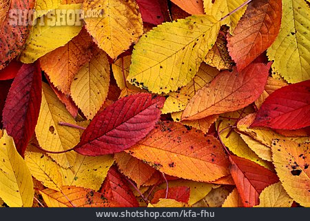 
                Blätter, Laub, Herbstlaub                   