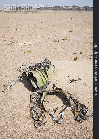 
                Wüste, Afrika, Namibia, Welwitschie                   