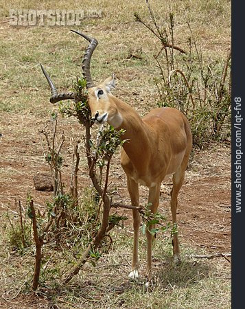 
                Antilope, Impala                   