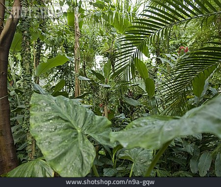 
                Tropischer Regenwald                   