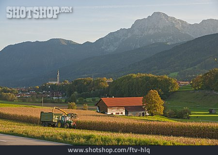 
                Landwirtschaft, Maisernte, Berchtesgadener Land, Anger, Rupertiwinkel                   