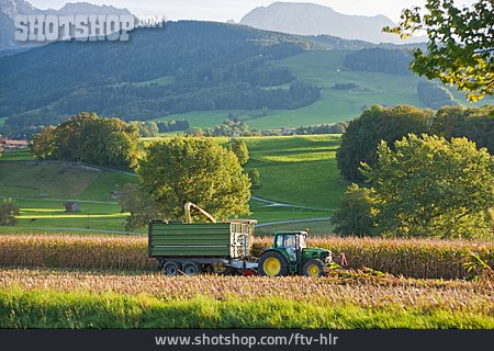 
                Landwirtschaft, Ernte, Traktor, Maisernte, Berchtesgadener Land                   