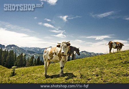 
                Kuh, Viehzucht                   