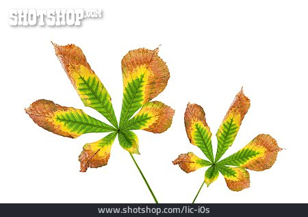 
                Kastanienblatt, Blattfärbung                   