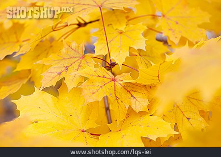 
                Herbst, Herbstlaub, Ahornblatt, Ahorn                   