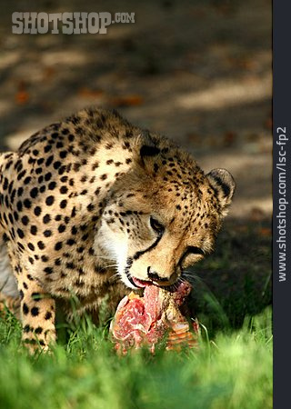 
                Nahrung & Nahrungsaufnahme, Gepard                   
