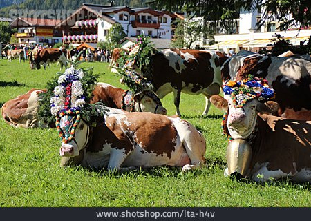 
                Tradition, Kuh, Tirol, Almabtrieb                   