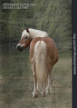 
                Pferd, Nostalgie, Haflinger                   