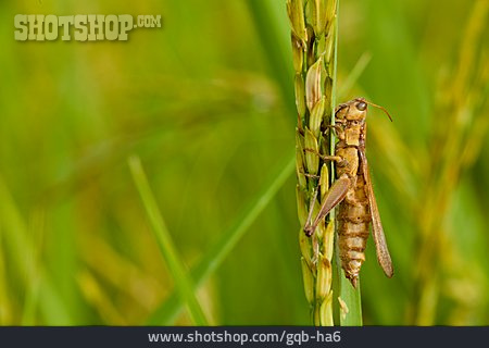 
                Heuschrecke, Reispflanze                   