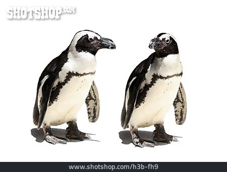 
                Pinguin, Afrikanischer Pinguin                   