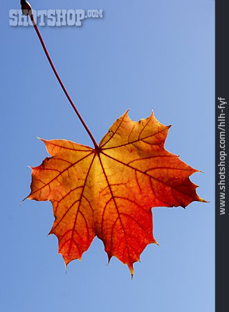 
                Ahornblatt, Ahorn, Herbstfärbung                   