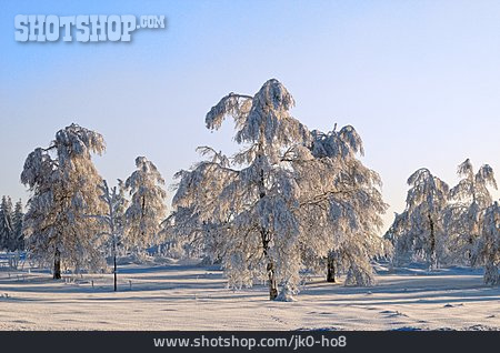
                Winter Landscape, Winter Forest                   
