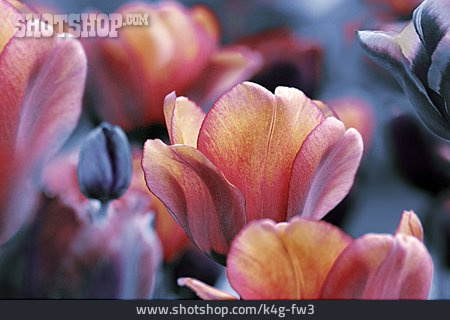 
                Tulpe, Tulpenmeer                   
