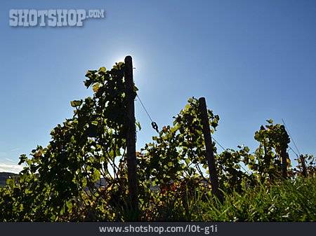
                Herbst, Rebstock, Weinbau                   