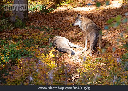 
                Tierpärchen, Herbstlich, Wolf                   