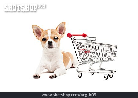 
                Hund, Einkaufswagen, Chihuahua                   